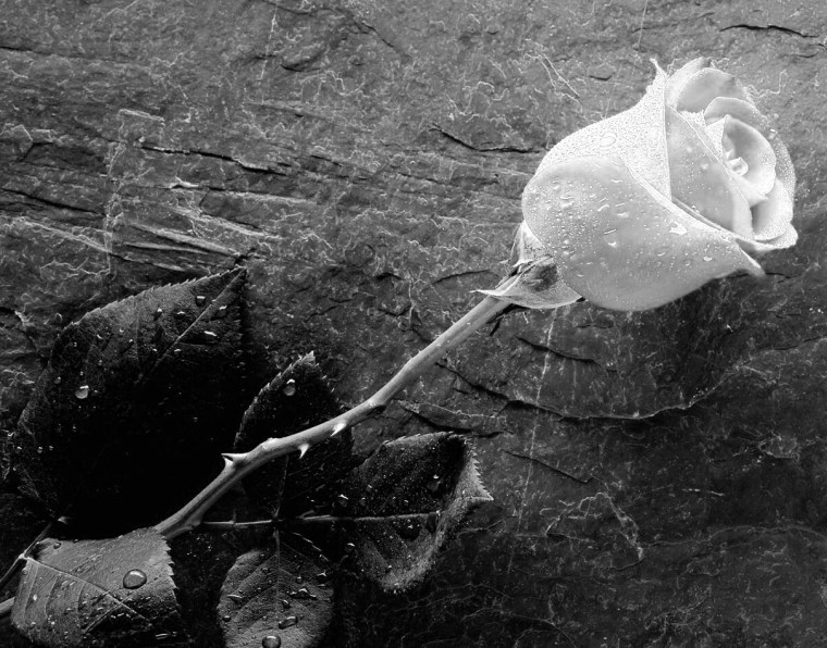 red roses wallpaper images